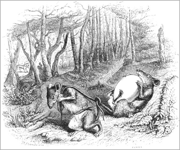 LES DEUX RATS, LE RENARD ET L’ŒUF