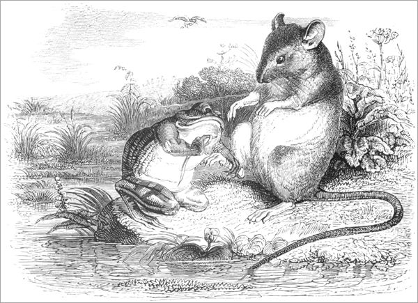 LA GRENOUILLE ET LE RAT