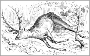 LE CERF ET LA VIGNE