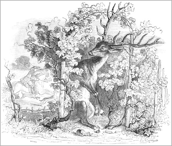LE CERF ET LA VIGNE