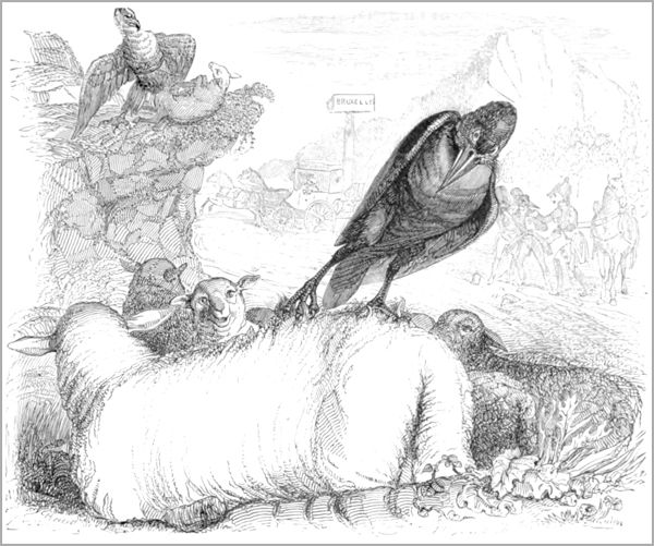 LE CORBEAU VOULANT IMITER L’AIGLE