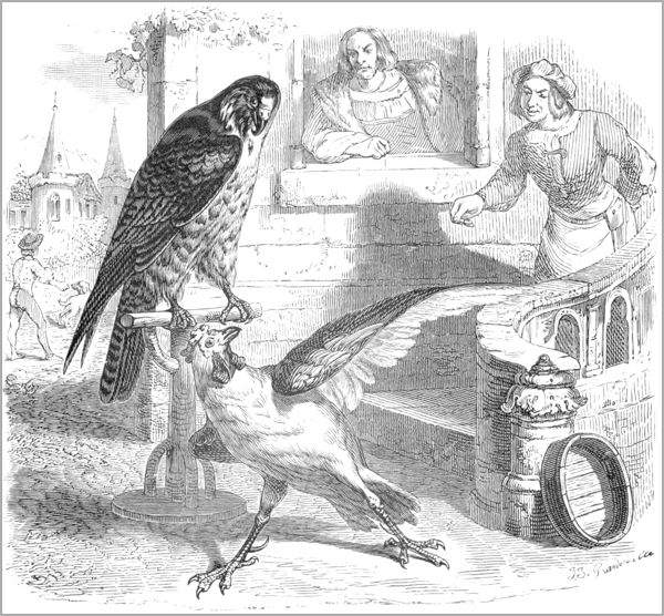 LE FAUCON ET LE CHAPON