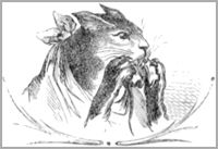 LE VIEUX CHAT ET LA JEUNE SOURIS