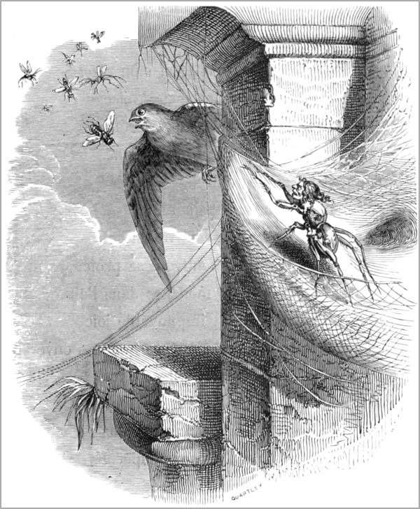 L’ARAIGNÉE ET L’HIRONDELLE