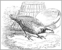 LA PERDRIX ET LES COQS