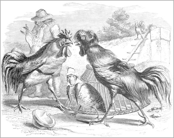 LA PERDRIX ET LES COQS