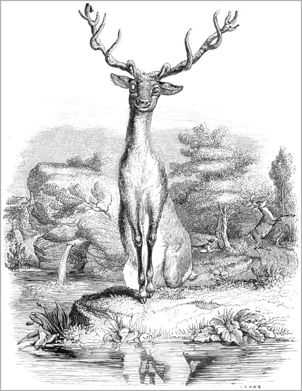 LE CERF SE VOYANT DANS L’EAU.