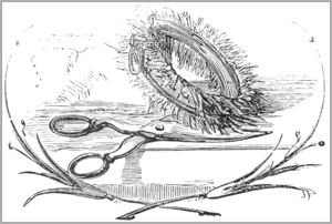 LE CHIEN A QUI ON A COUPÉ LES OREILLES