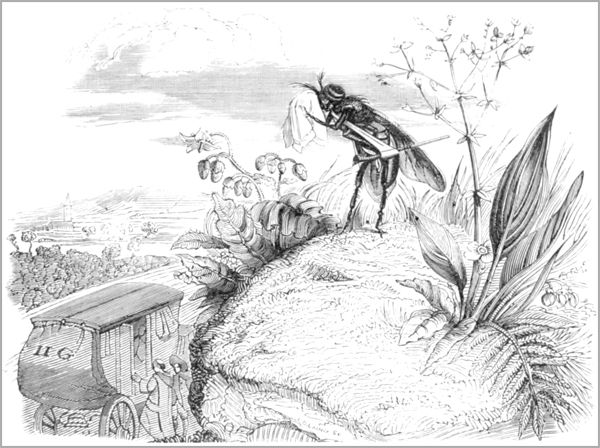 LE COCHE ET LA MOUCHE