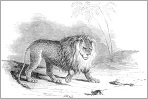 LA GÉNISSE, LA CHÈVRE ET LA BREBIS, EN SOCIÉTÉ AVEC LE LION.