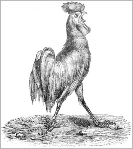 LE COQ ET LA PERLE
