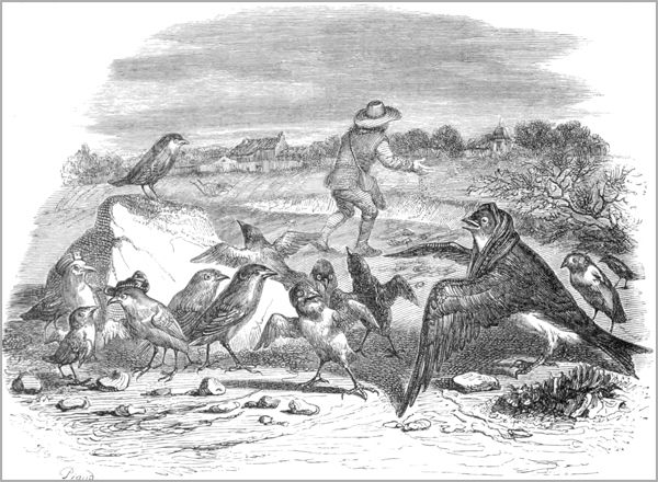 L’HIRONDELLE ET LES PETITS OISEAUX