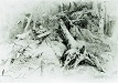 1867-wind-fallen-trees