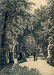 1869-alley-of-the-summer-garden-in-st-petersburg