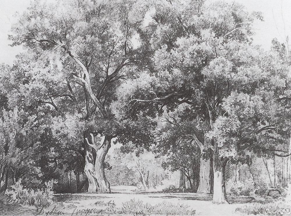Дубки - 1857 - oaks