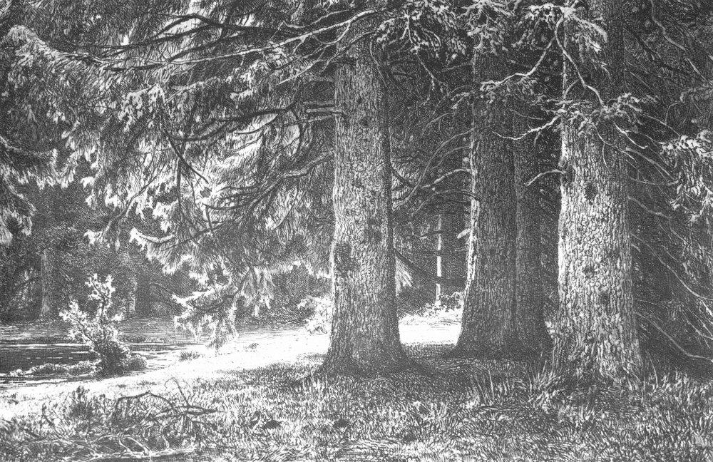 Ели в Шуваловском парке - 1886