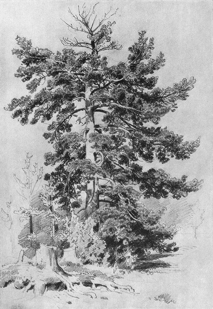 Сосна - 1889 - pine
