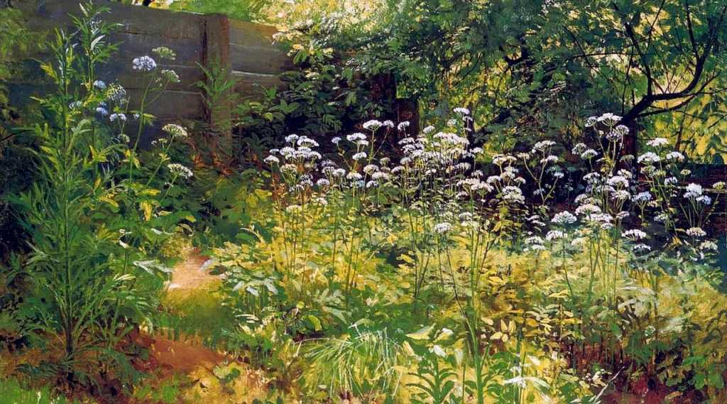 Уголок заросшего сада. Сныть-трава 