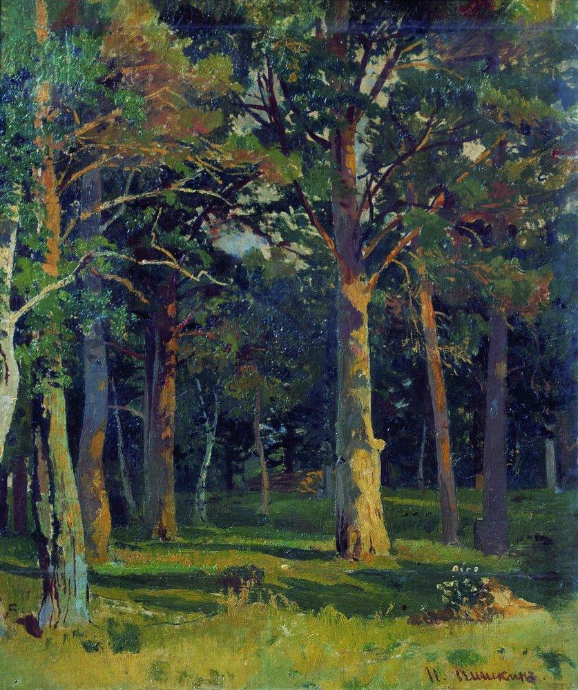Лес, сосны - Forest, pine