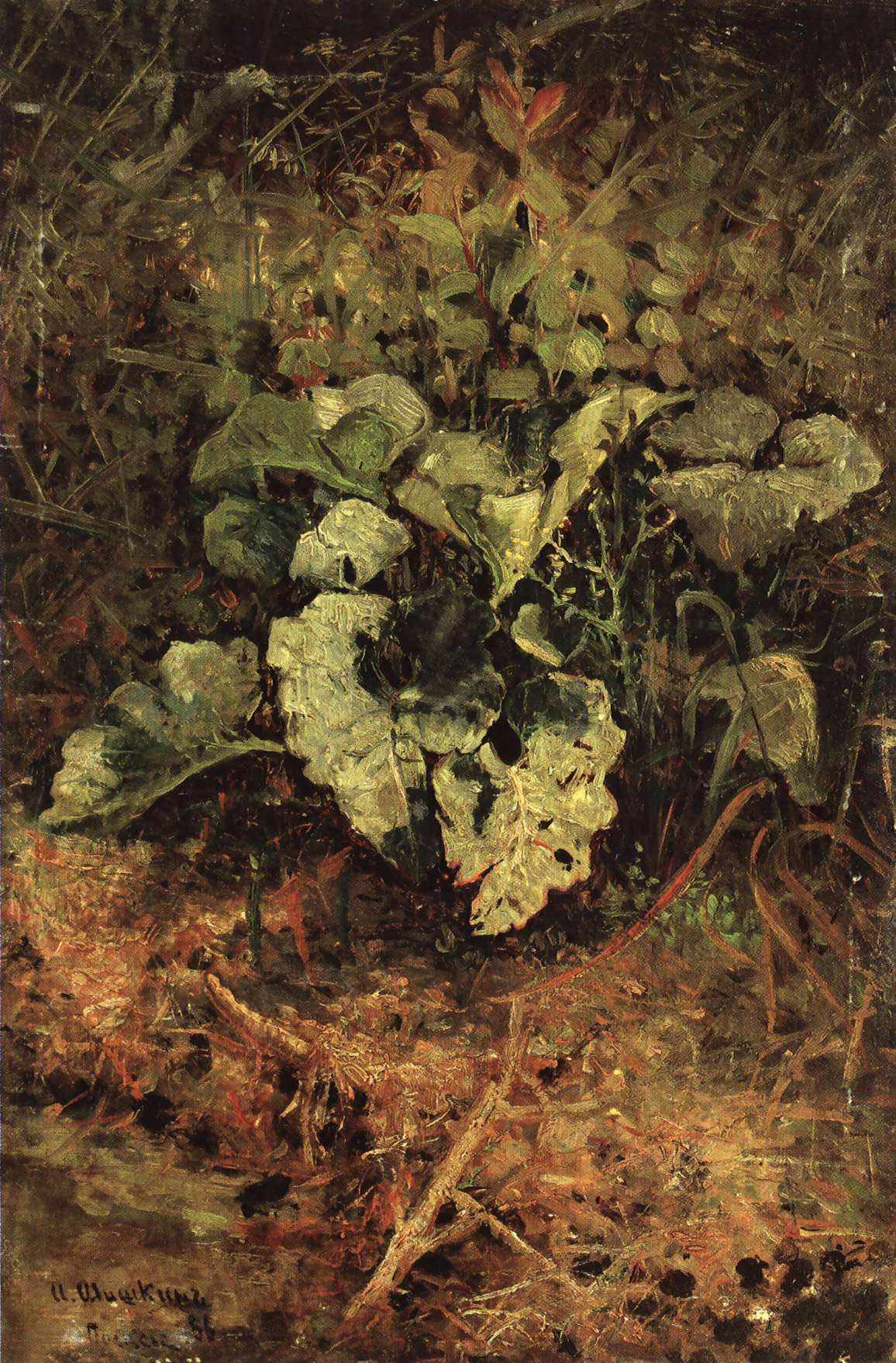 Лопухи - Burdocks