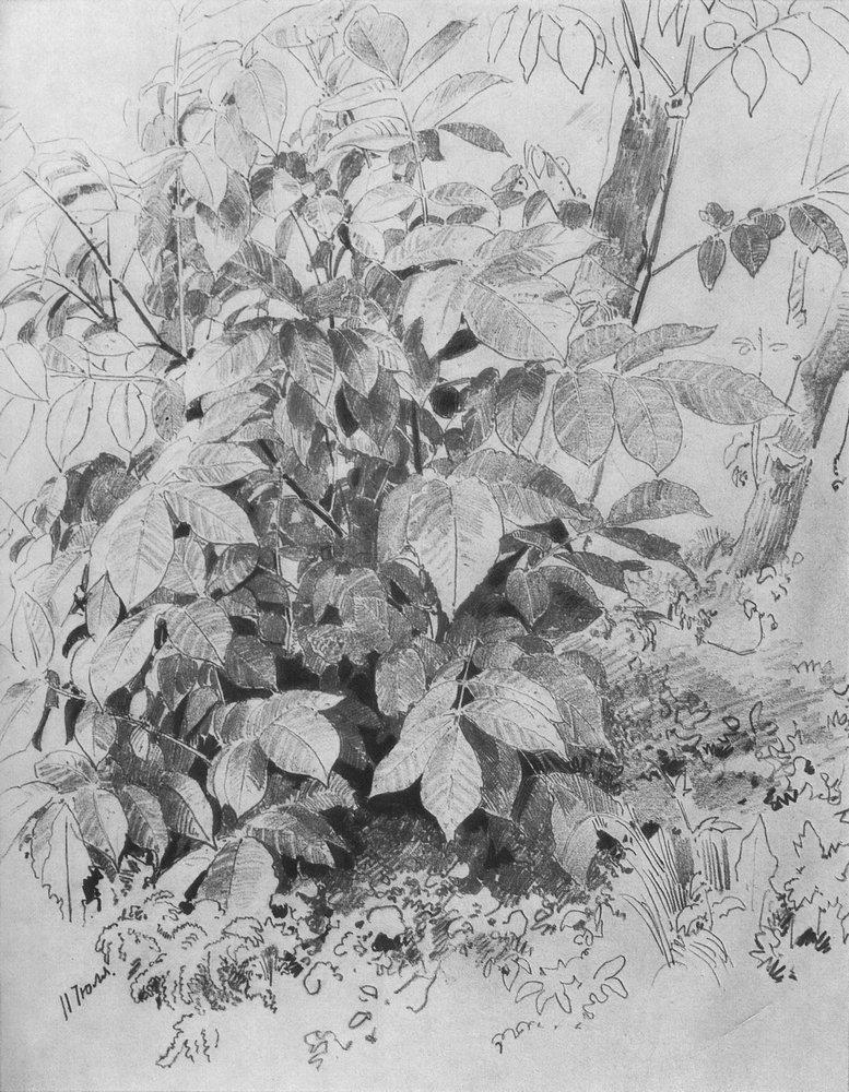 Молодая поросль ореха - Young crop of nuts