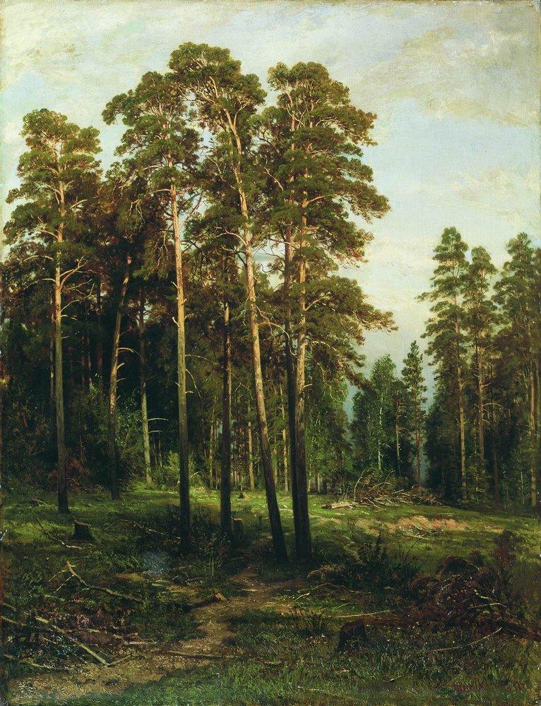 Сосновый лес - Pine forest