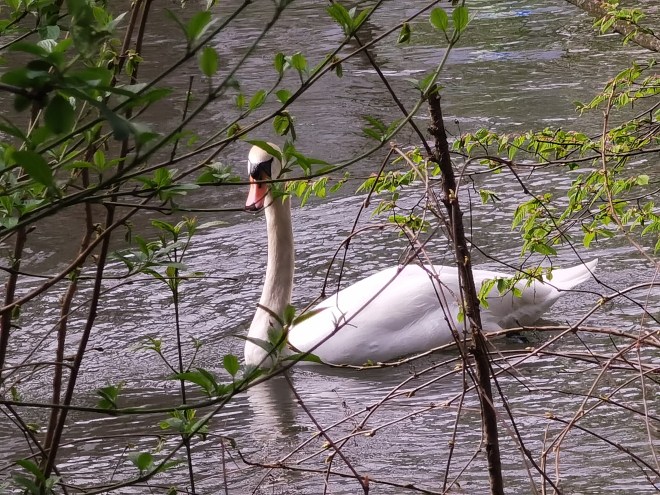 River Ill, Strasbourg, France