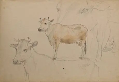 Коровы - Cows