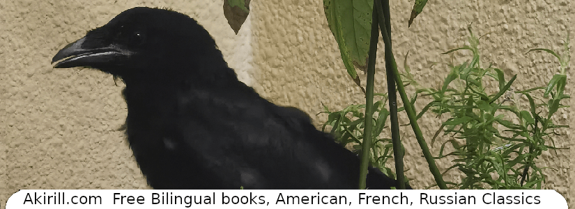 Nouvelles de notre dernier bébé corneille&nbsp;secouru