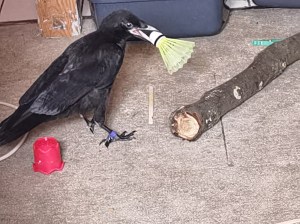 Young raven playing