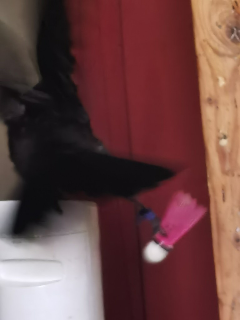 A blurred image of a black bird in motion near a colorful toy with pink and white elements, set against a red wooden background.