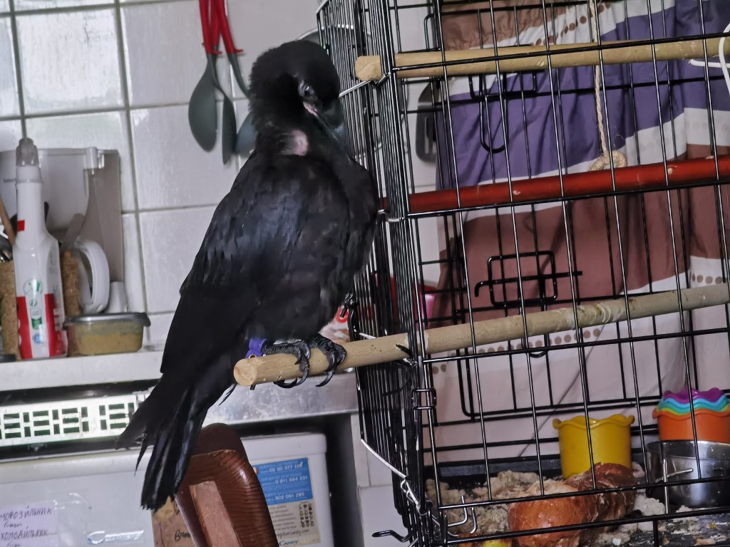 A black bird perched on a wooden stick inside a wire cage, with various food items visible on the cage floor.