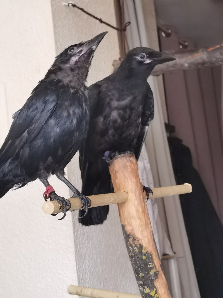 Two black crows perched on a wooden stick, with one crow looking slightly upward. They have colored bands on their legs.