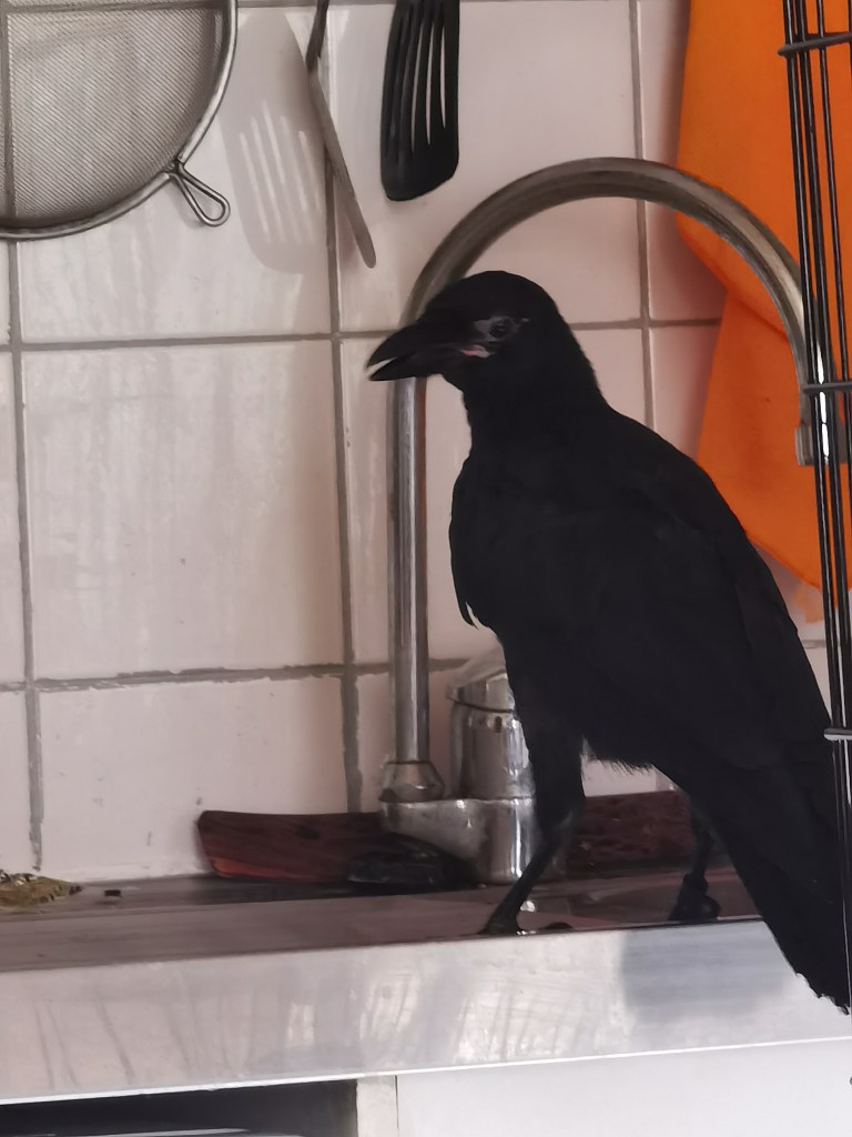 A black crow standing on a kitchen countertop with kitchen utensils and a sink in the background.