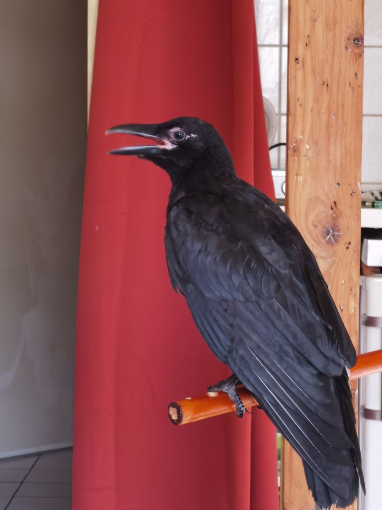 A black bird perched on a wooden branch inside a room, with a red curtain in the background.