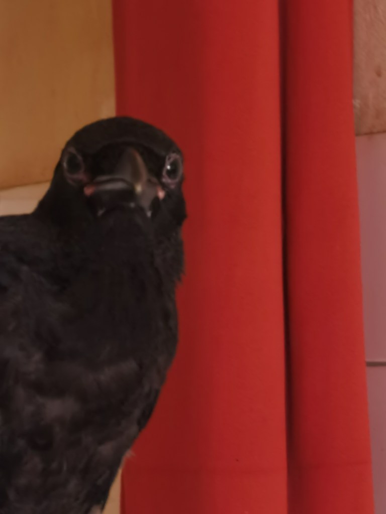Close-up of a black bird with a curious expression, standing near a red curtain.