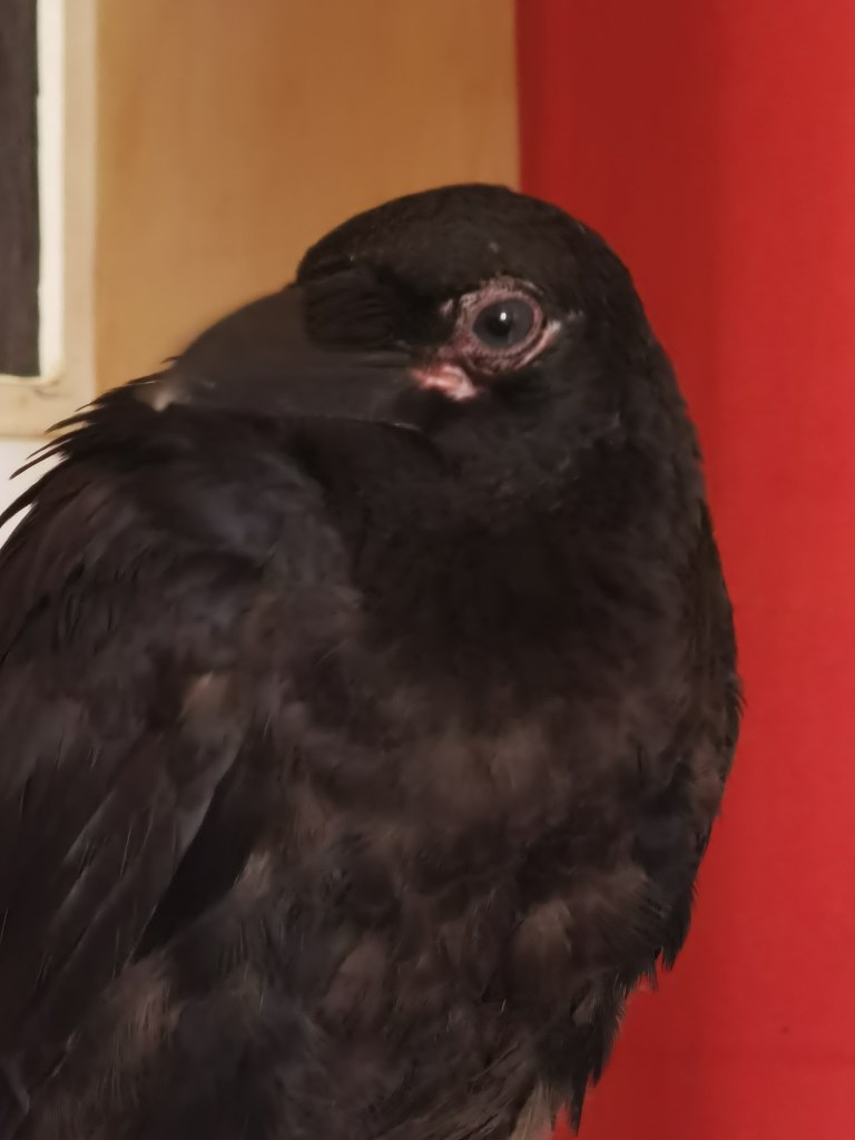 Close-up of a black bird, possibly a crow, with glossy feathers and a prominent beak, set against a red background.