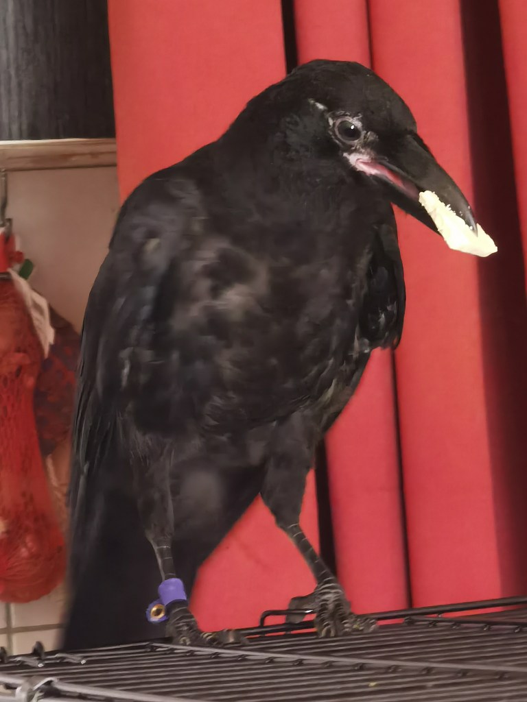 A black crow standing on a wire cage, holding a piece of food in its beak, with a blue identification band on its leg and a backdrop of red curtains.