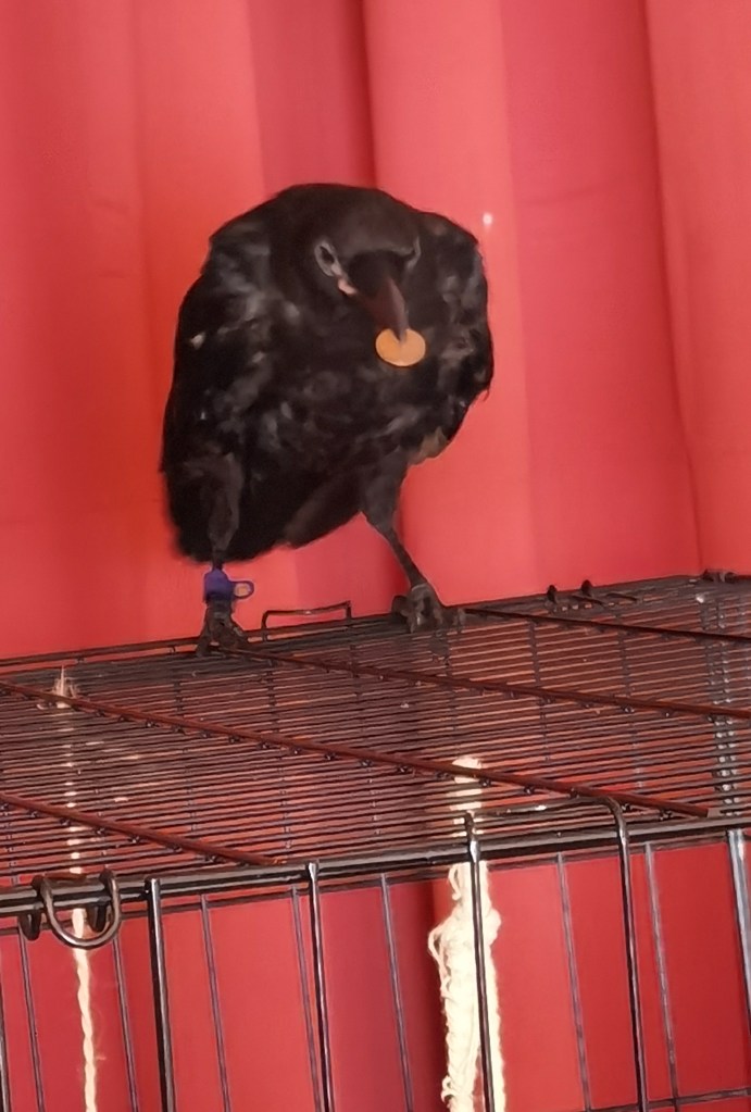 A black bird perched on a wire cage, holding a small round object in its beak, with a vibrant red curtain in the background.