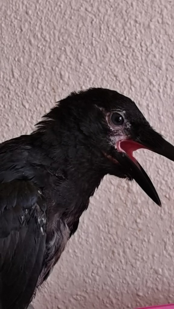 Close-up of a young black bird with a slightly open beak, set against a textured light-colored wall.