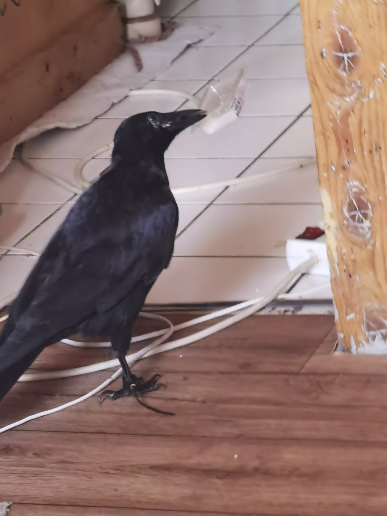 A black bird, possibly a crow, is standing on a wooden floor near electrical wires and a piece of plastic.