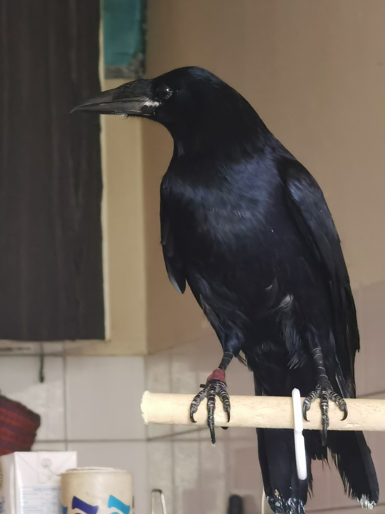 A black raven perched on a wooden stick inside a room, with a blurred background of tiled walls and various household items.