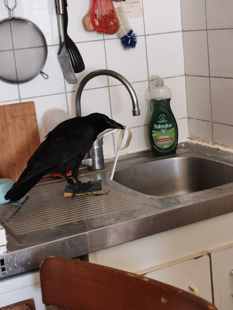 A black crow perched on a kitchen sink, standing on a sponge, with a bottle of dish soap and kitchen utensils in the background.