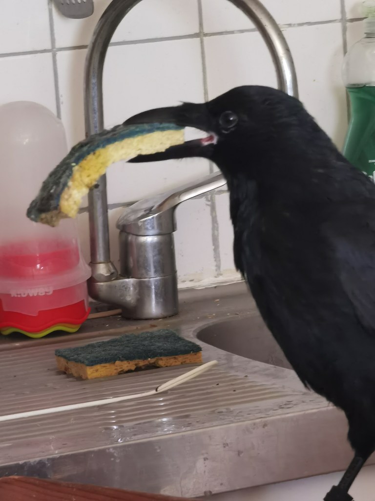A black crow holding a kitchen sponge in its beak, standing near a sink with dishes in a domestic kitchen setting.