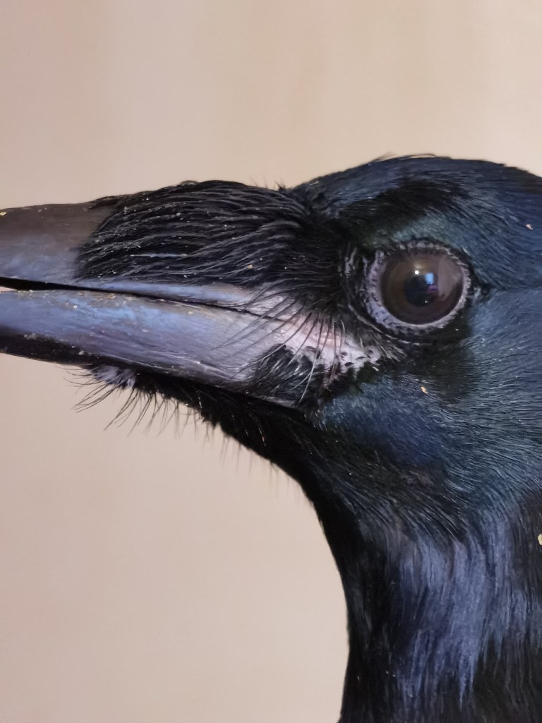Close-up of a black bird's head, possibly a raven, showcasing its glossy feathers, sharp beak, and expressive eye.