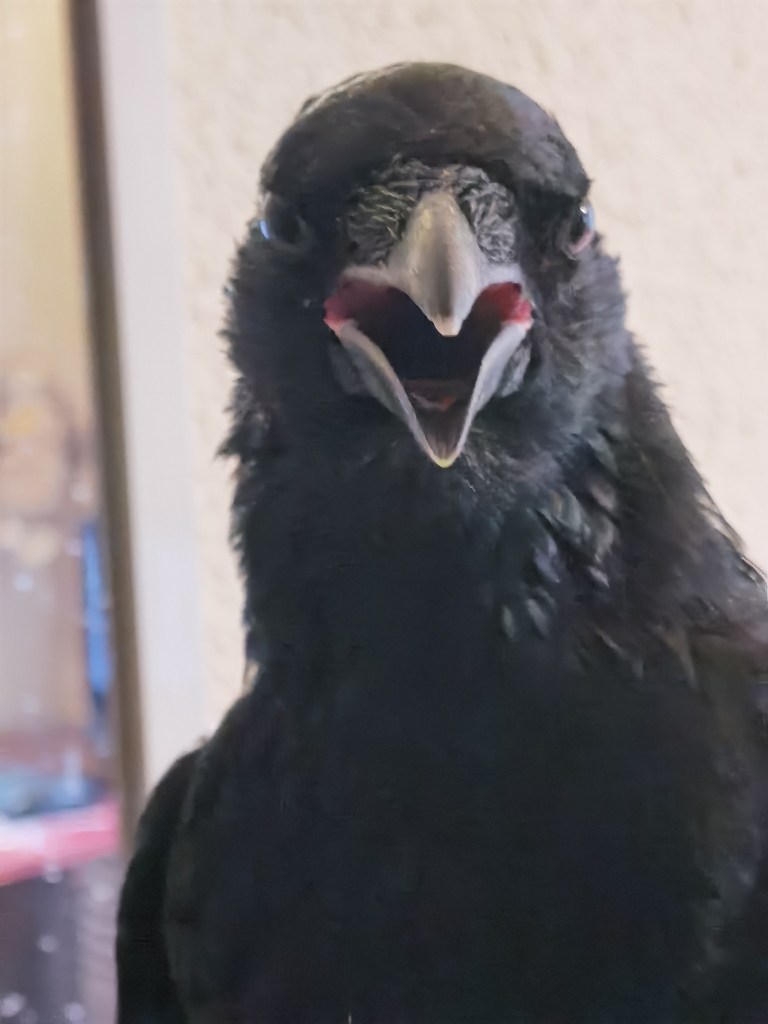 A close-up image of a black bird with a prominent beak, facing the camera and appearing to vocalize.